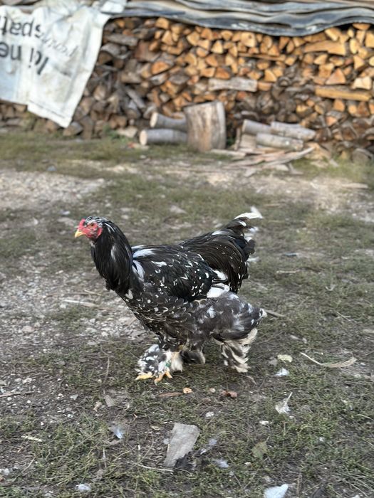 Disponibili cocosi brahma negru si boobat
