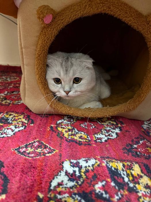 Скотиш фолд серебристый шиншилла