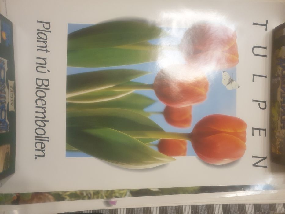 Плакат цветя луковици есен пролет