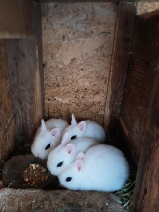 Iepurasi  Hotot pitici.