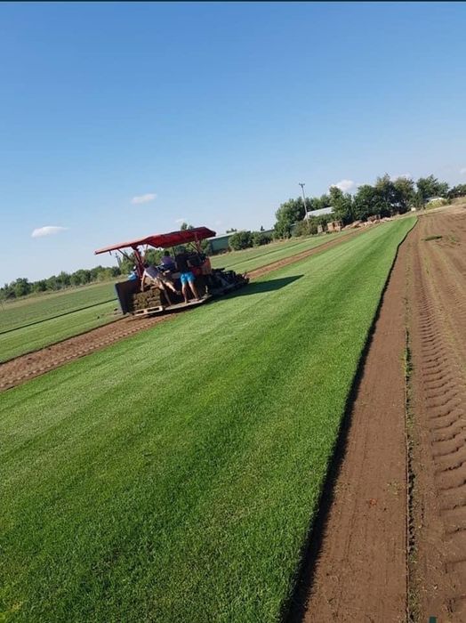 Gazon rulou sport + montat + transport oriunde in tara