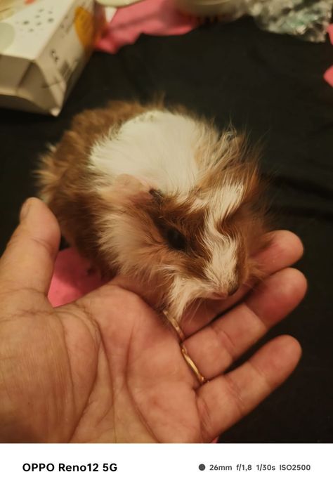Porcusori de guineea  pui