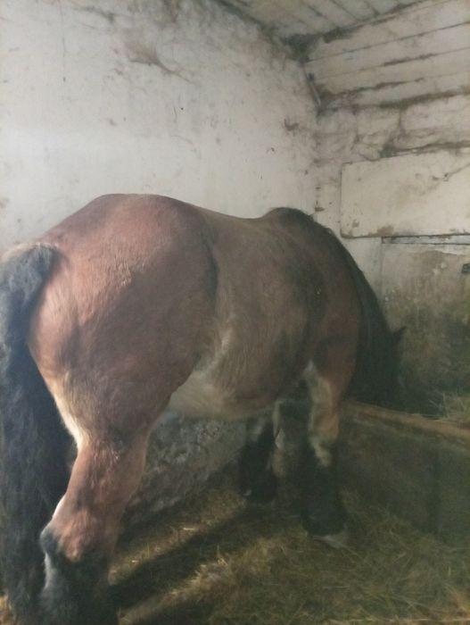 De vânzare iapă cu mînz