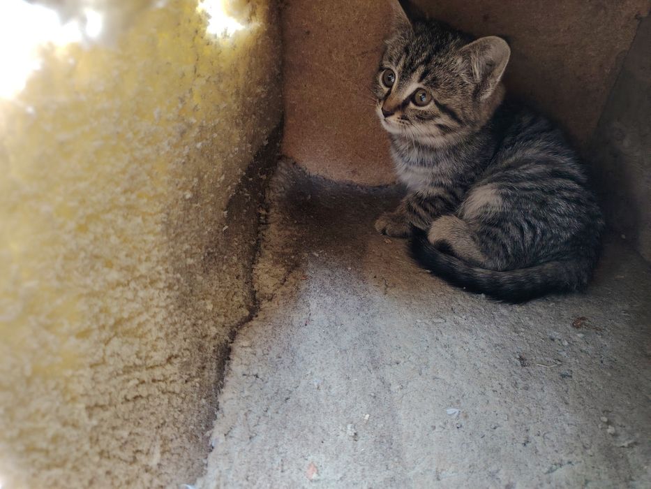 Мушуклар котята бепул даром