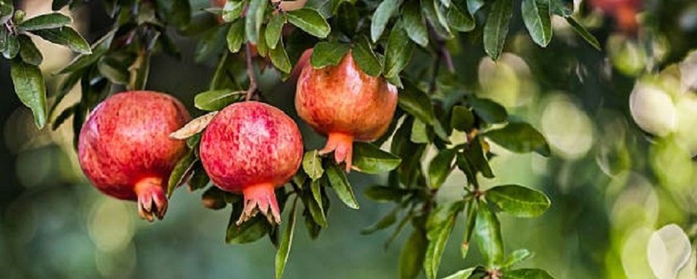 Pomi Fructiferi Exotici (Soiuri de Rodiu )