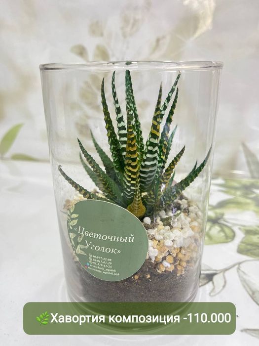 Хавортия варигат, кактус  и другие растения