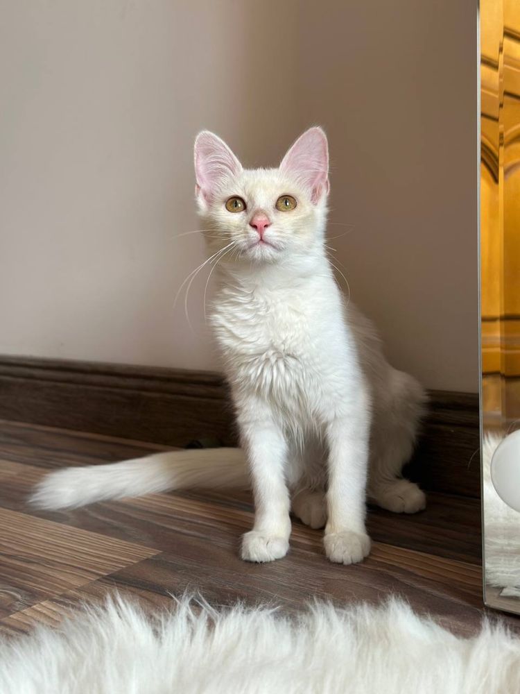 Кошечка Турецкая ангора
