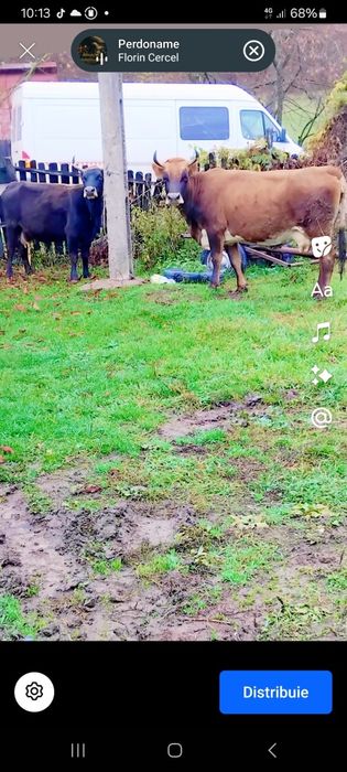 Vând 2 vaci, una gustata si una cu vițel dupa ea.