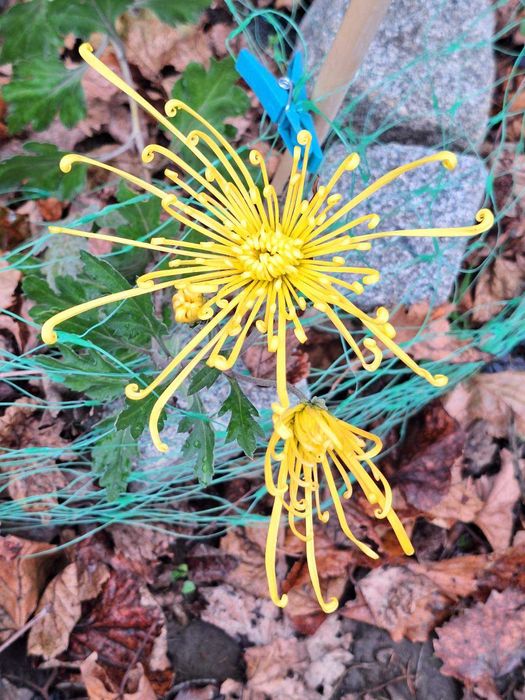 Преподаватель английского языка