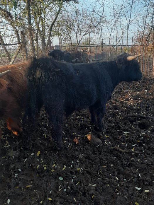 Vând 5tauri din rasa Highland scoțian