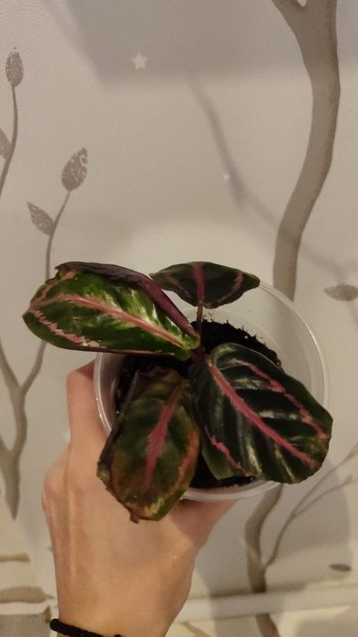 Продам Калатею..