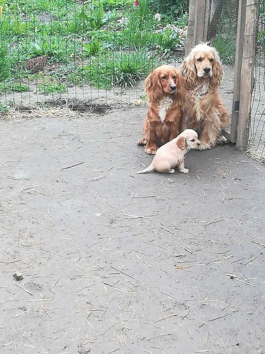 Кокер Шпаньол кученца