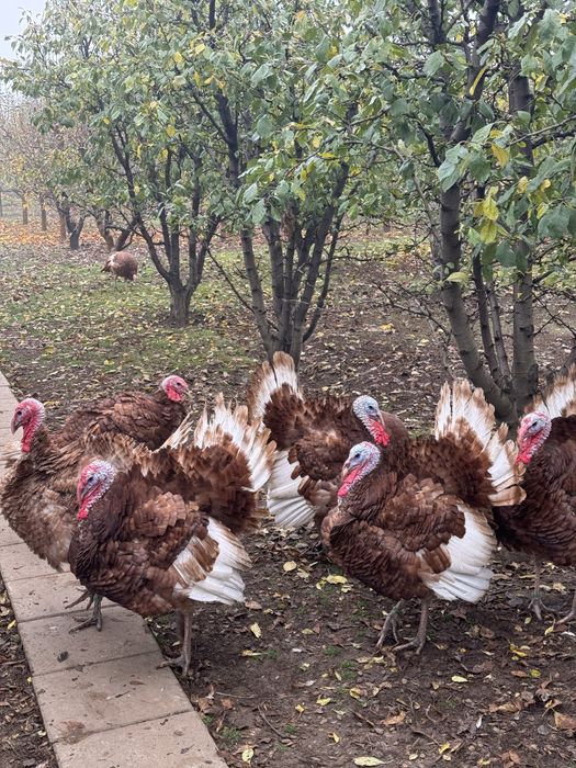 Curci si Curcani Red Bourbon 2025