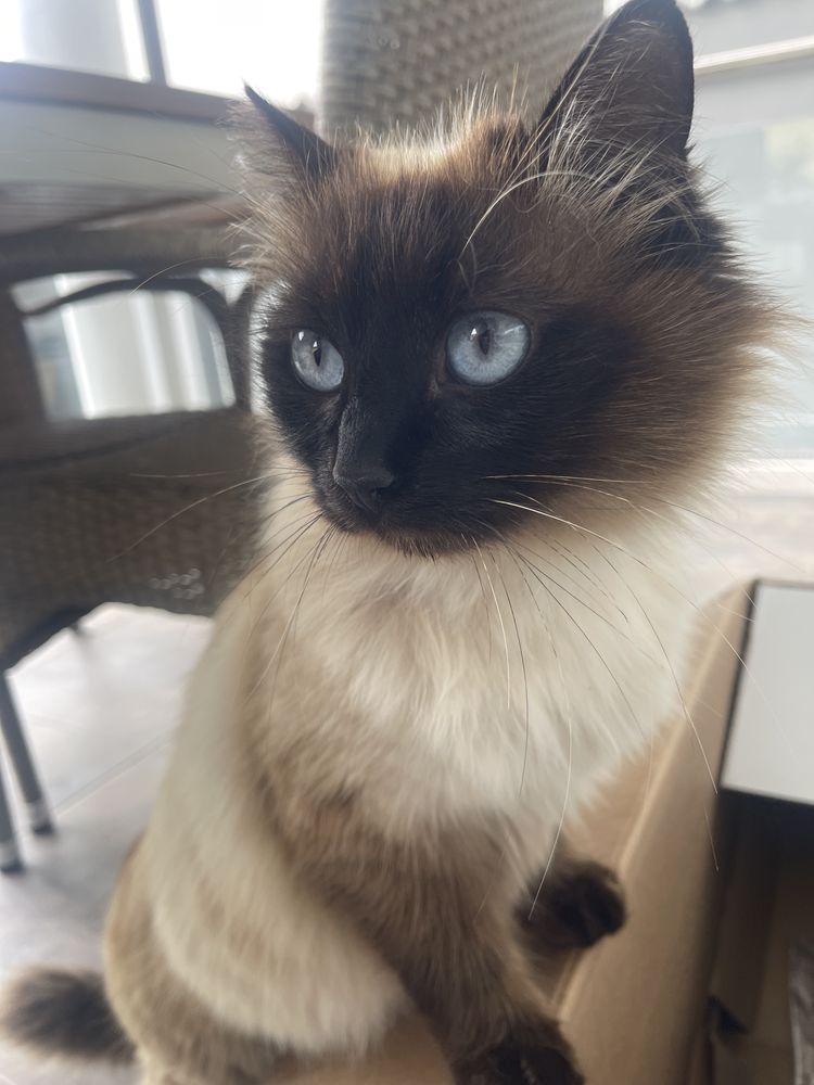 Pisicute pentru adoptie