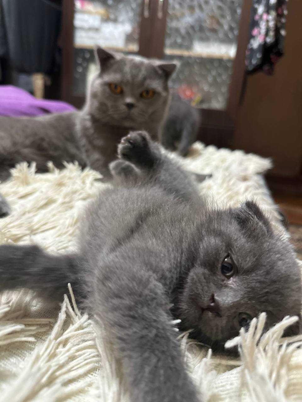 Продажа чистокровных котят скотиш фолд и страйд!)