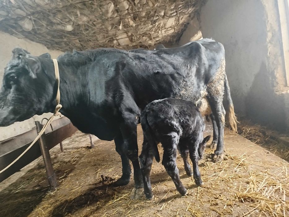 Angus parodali sigir