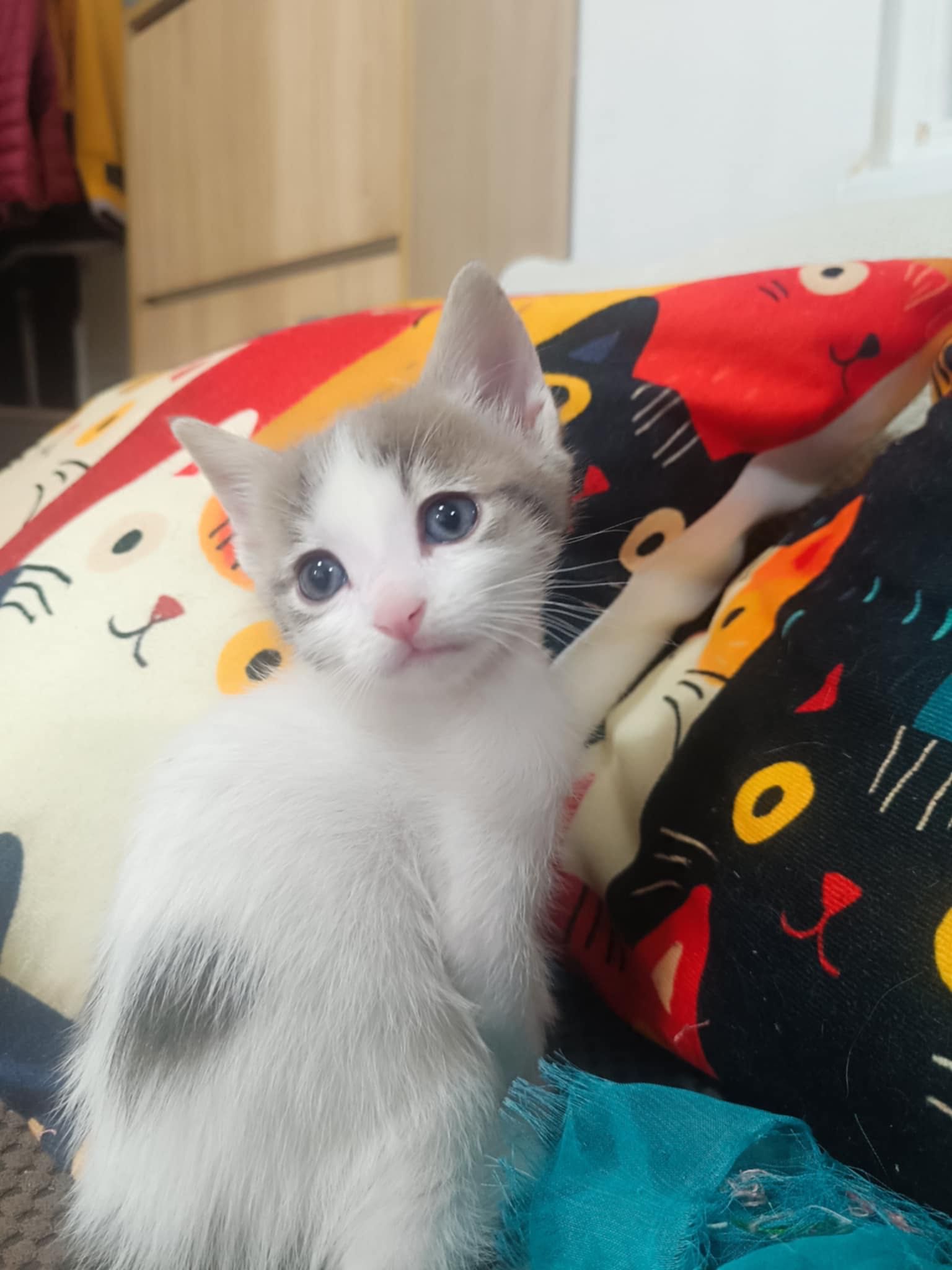 Подарявам сладки котенца