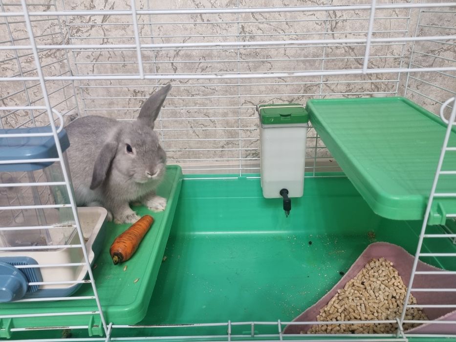 Продам декоративного кролика