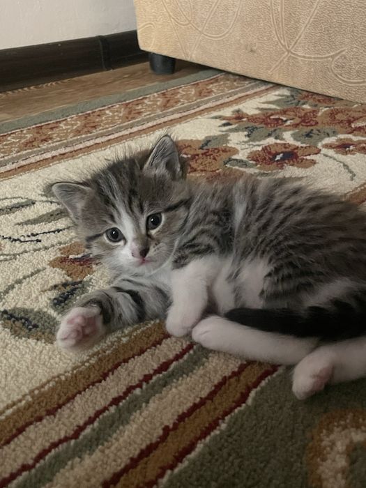 Котята бесплатно