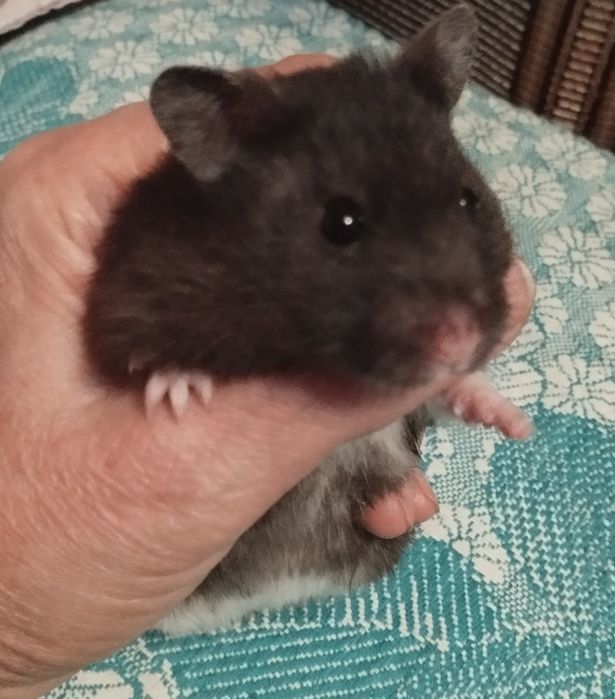 Хомячки домашние