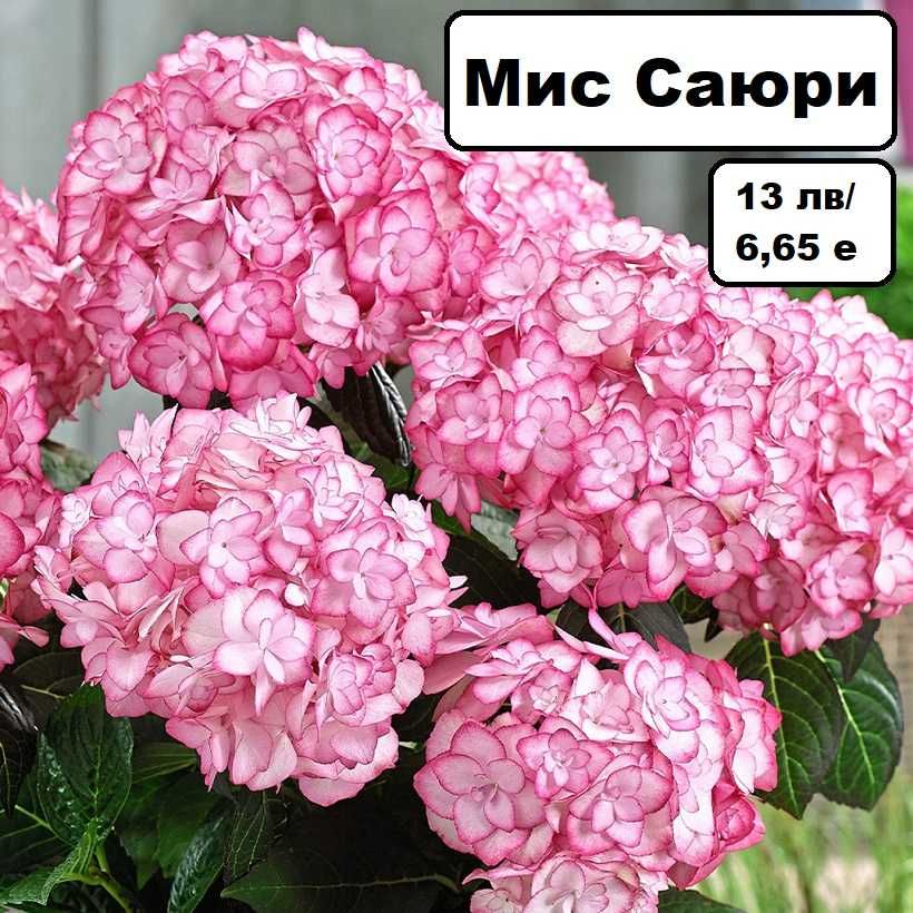 Хортензия за сянка налични 5 сорта