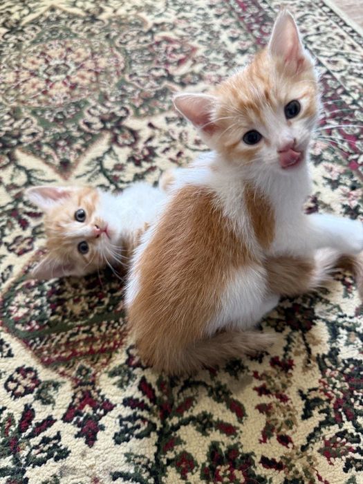 Котята,мальчики,девочки,1,5-4месяца