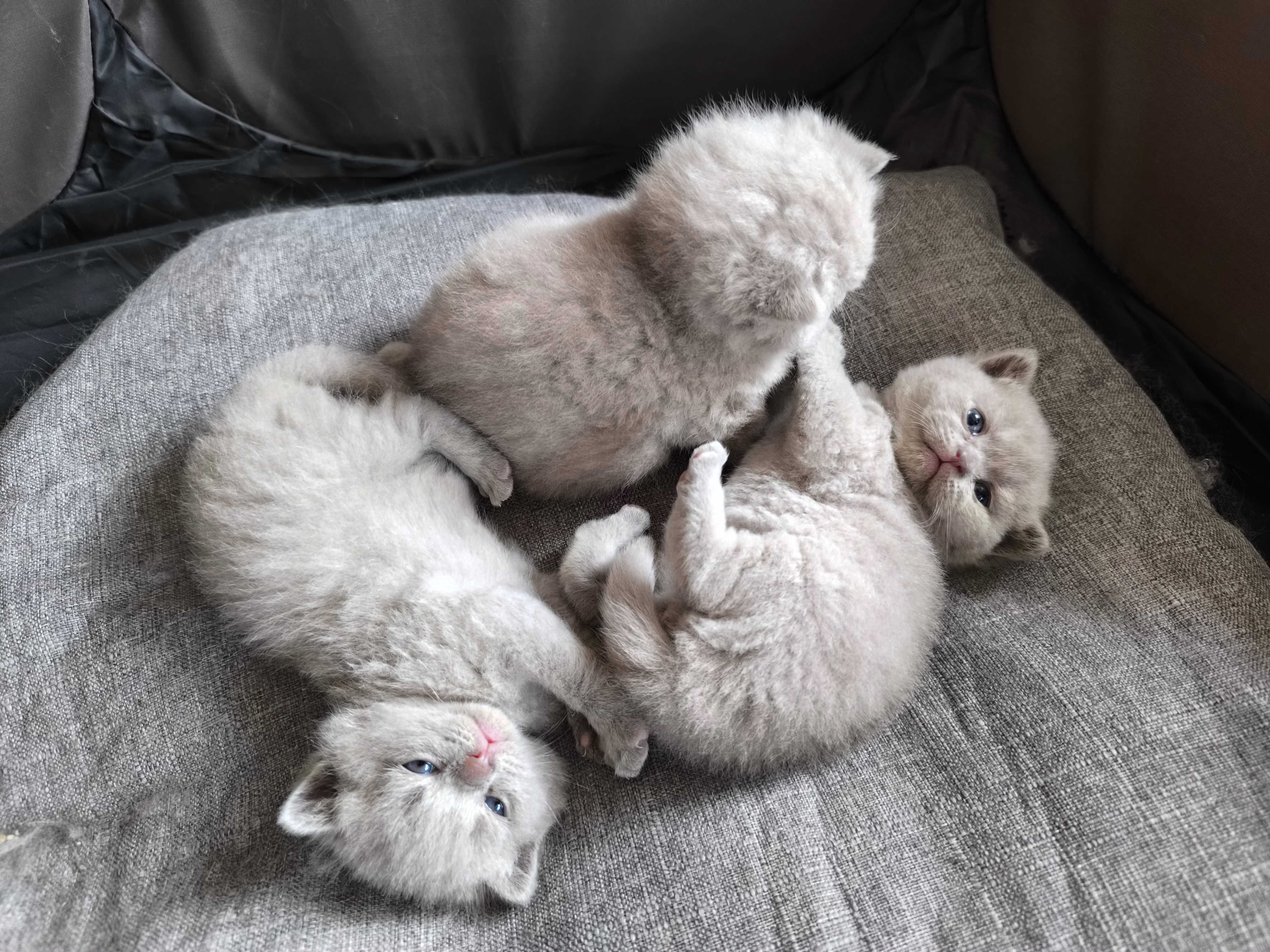 Британски котета породисти