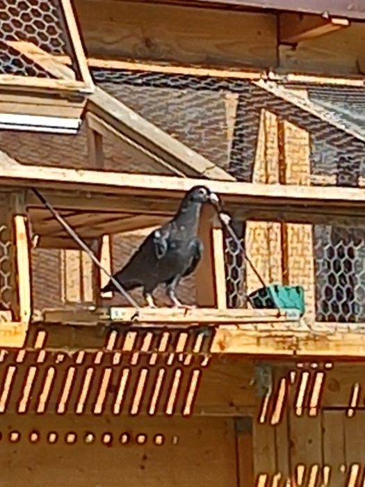 Porumbei Dragon și stil vechi.