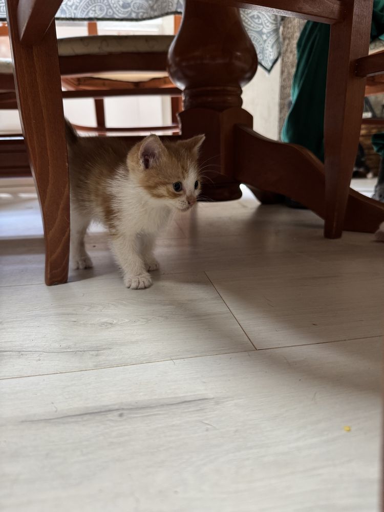 Подарявам котета