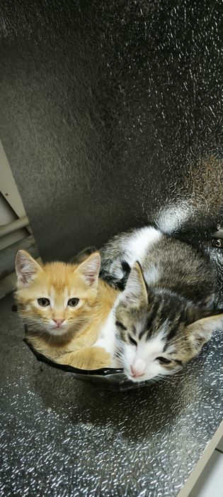 Отдам котят в хорошие руки