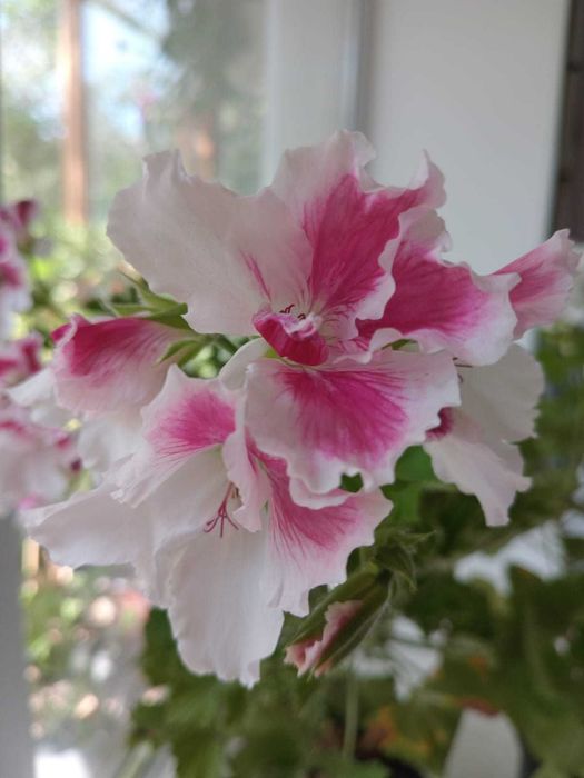 укорененные черенки белой герани