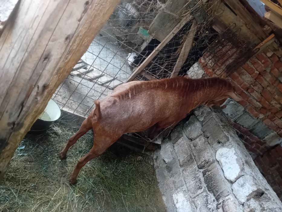Vând Țap de rasa