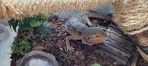 Soparla/Iguana Agama