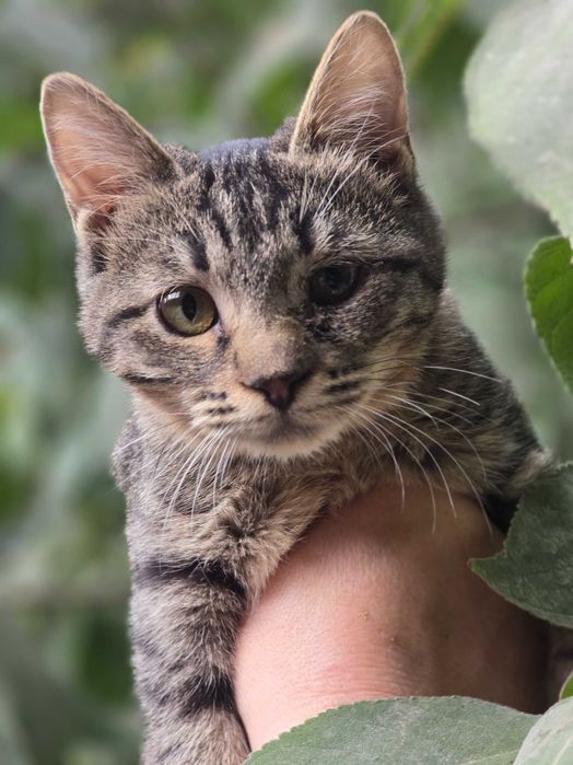 Малыш ищет семью!