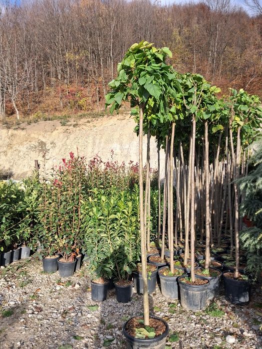 Vând mesteacăn alb catalpa