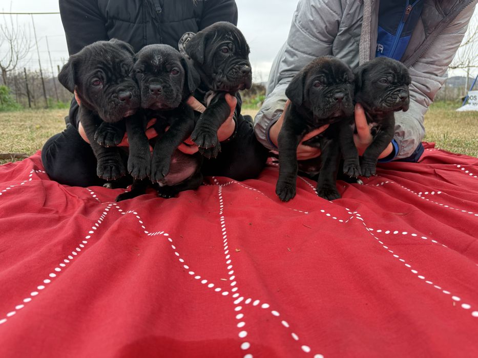 Кученца кане корсо