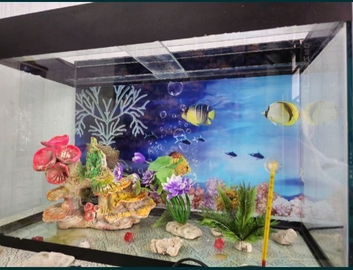 Аквариум разные виды