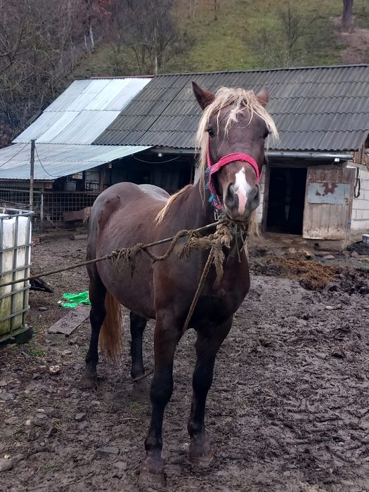 Vând mânz de 2 ani jumate nr (0763) 576 989