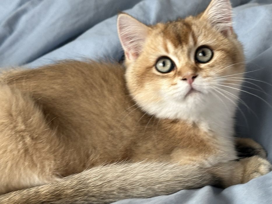 Baietel british shorthair golden chinchilla superb ! Pedigree WCF !