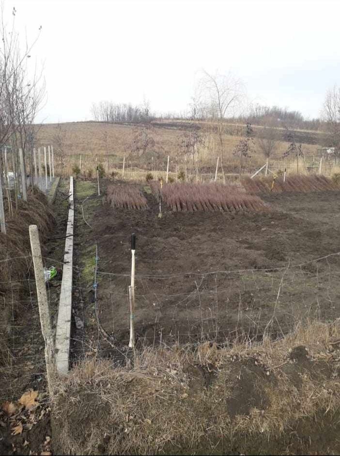 Pueți foresteri pentru ămpăduriri