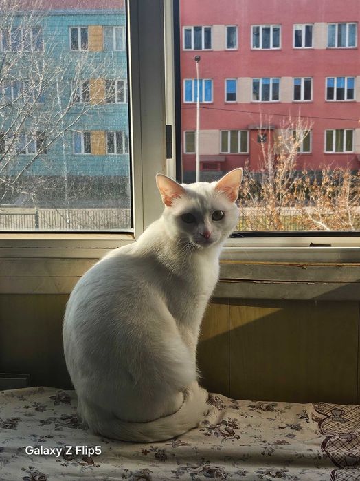 Отдам кошку в хорошие руки.