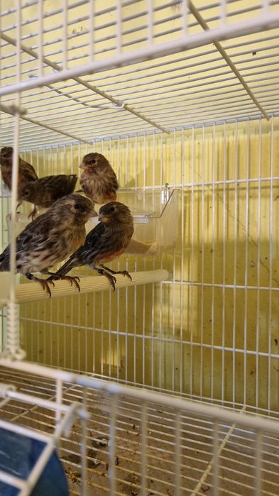 Canari timbrado floreado si alte specii