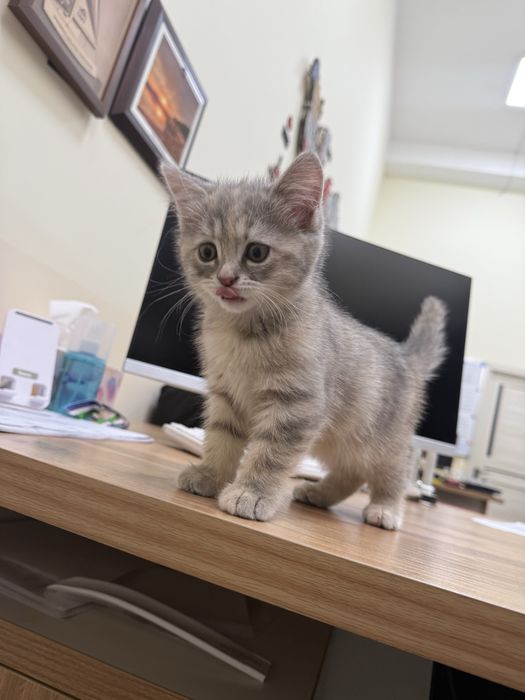 Mushuk sotiladi,  2 oylik