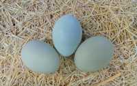 Ouă de casă fără colesterol
