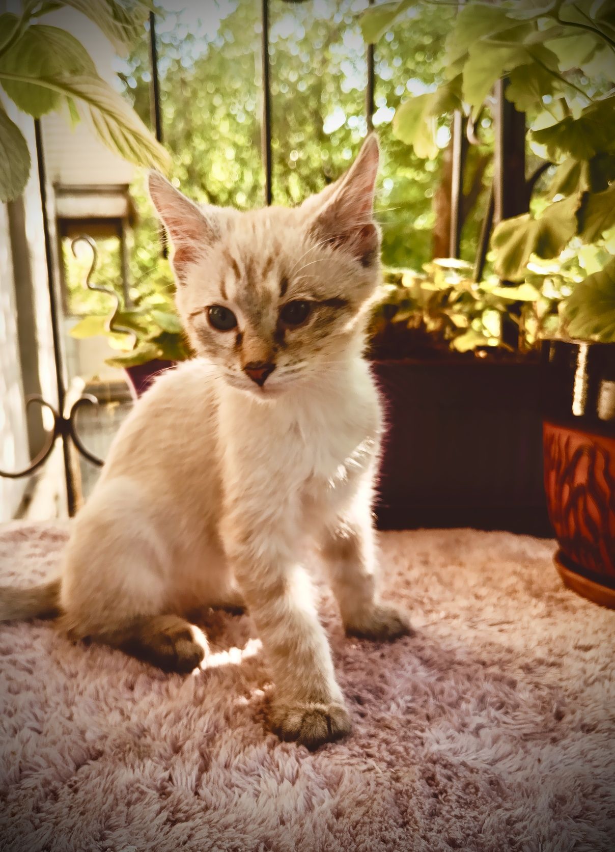 Котенок, возраст три месяца