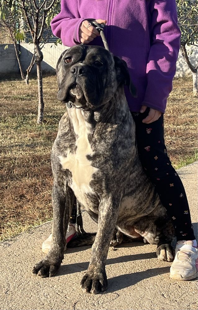 Femela Cane Corso Italiano