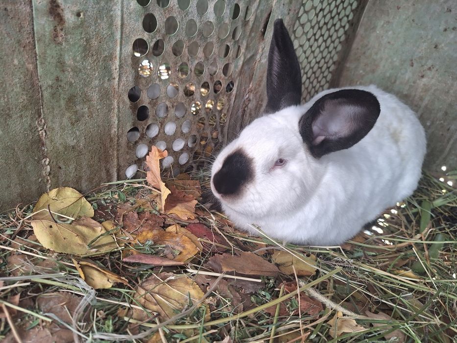 Калиф Срочна оптом сотилади оилавий