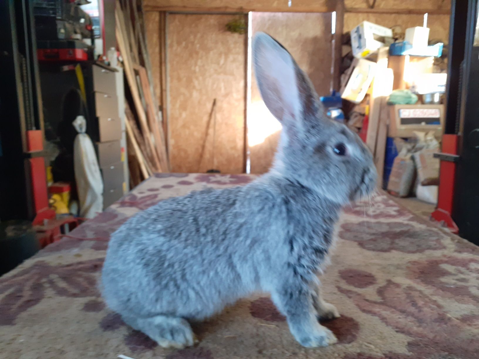 Puiet uriaș german chinchilla