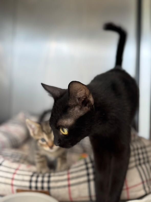 Adoptie pisoi 6 saptamani