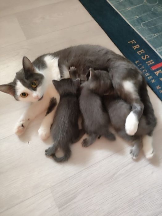 отдам котят в добрые руки